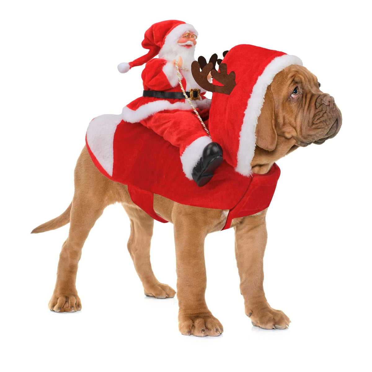 Grand chien portant le costume du Père Noël cavalier sur son dos