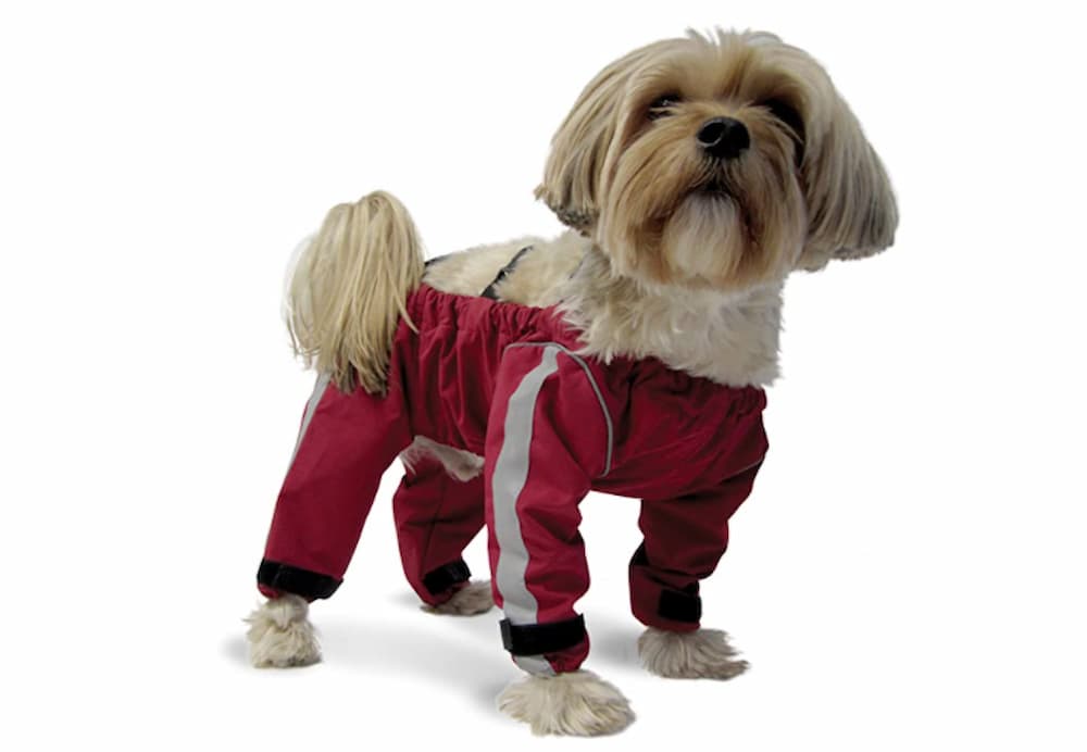 Petit chien portant le pantalon de protection rouge à bretelles avec bandes réfléchissantes