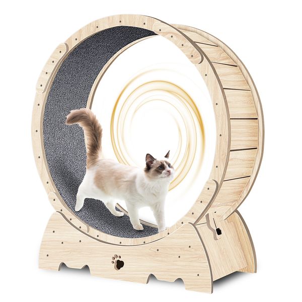 Chat qui marche sur la roue d'exercice en bois