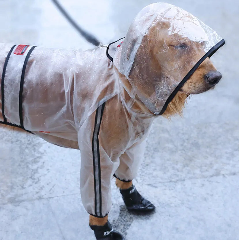 Golden retriever portant un imperméable transparent avec capuchon sous la pluie