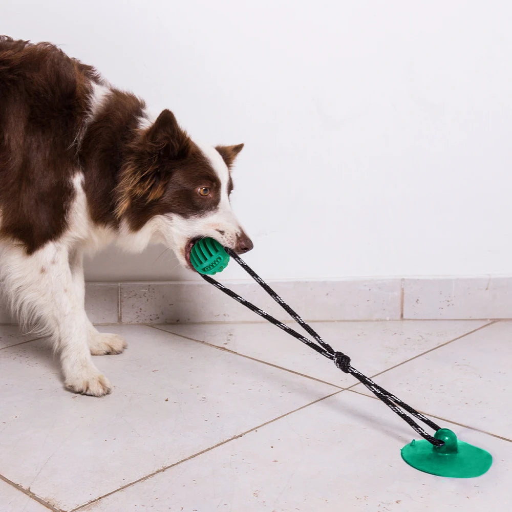 Chien qui tire sur un jouet ventouse avec corde fixé au sol